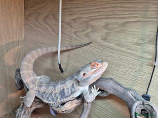 Bearded Dragon reptiles 3 Yr old male bearded dragon and full set up - Advert 1