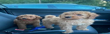 Cavapoo 2