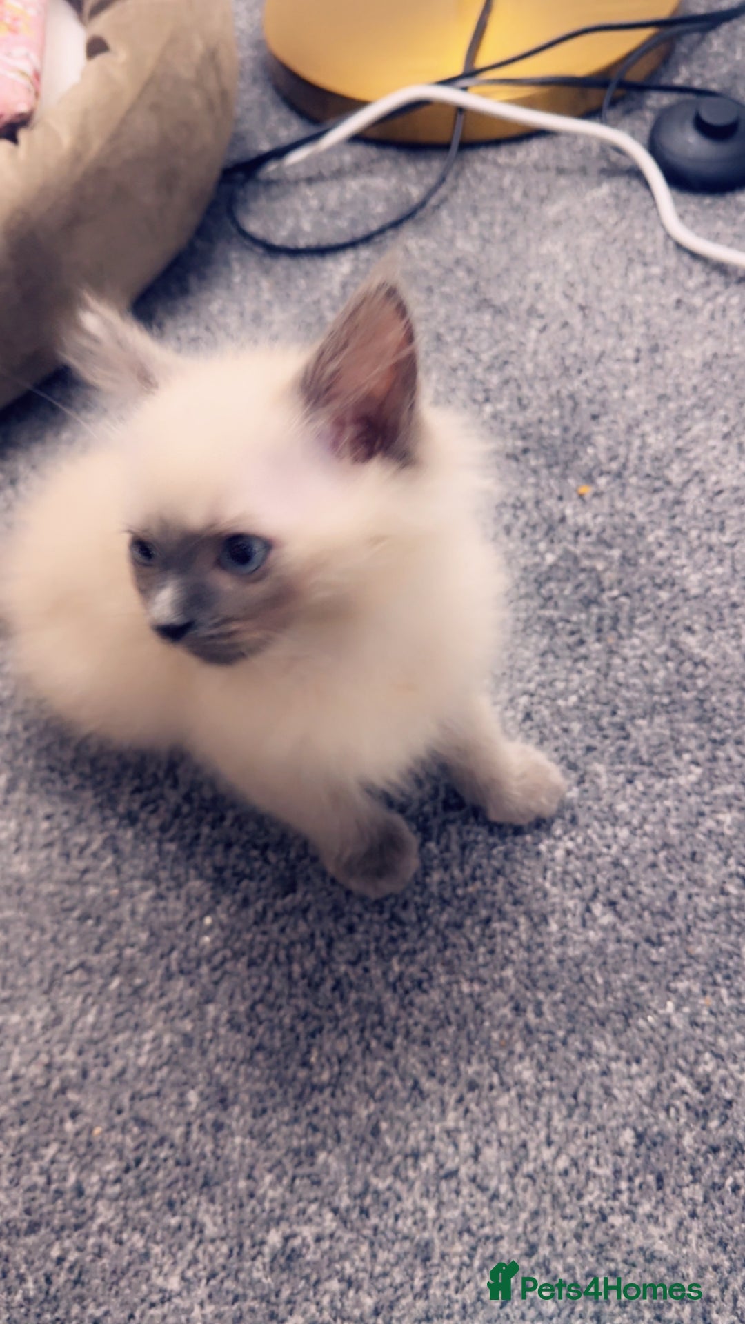 Ragdoll cats for sale: Ragdoll baby - Advert 4