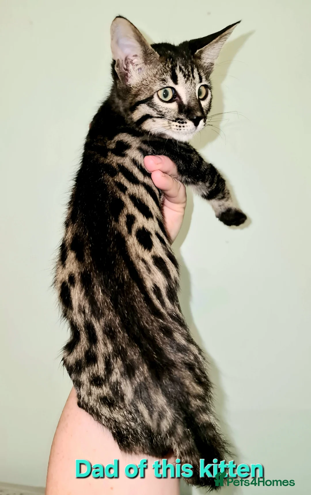 Savannah cats for sale: USA Elite Import F7 SBT - DRINKWATER VIPER F1 Stud - Advert 2
