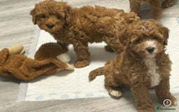 Cockapoo dogs for sale: 5 🌟 fox red cockapoo babies  ready  🏠 now 🐶 - Image 12