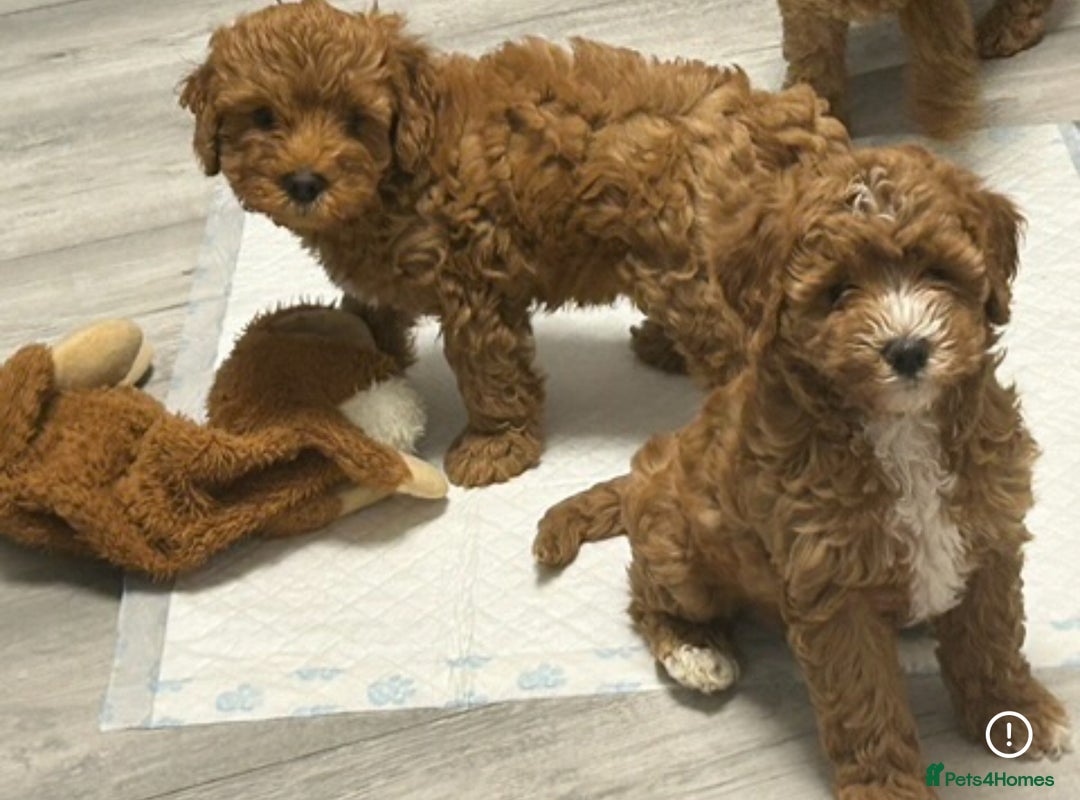 Cockapoo dogs for sale: 5 🌟 fox red cockapoo babies  ready  🏠 now 🐶 - Image 12