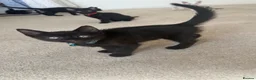 Mixed Breed cats for sale: Black Brown and White Kittens - Advert 14