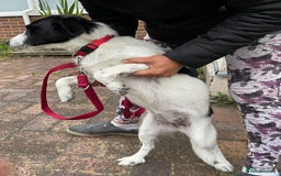 Mixed Breed dogs for adoption: Beautiful & Gentle LALY - for a Loving Home - Image 16