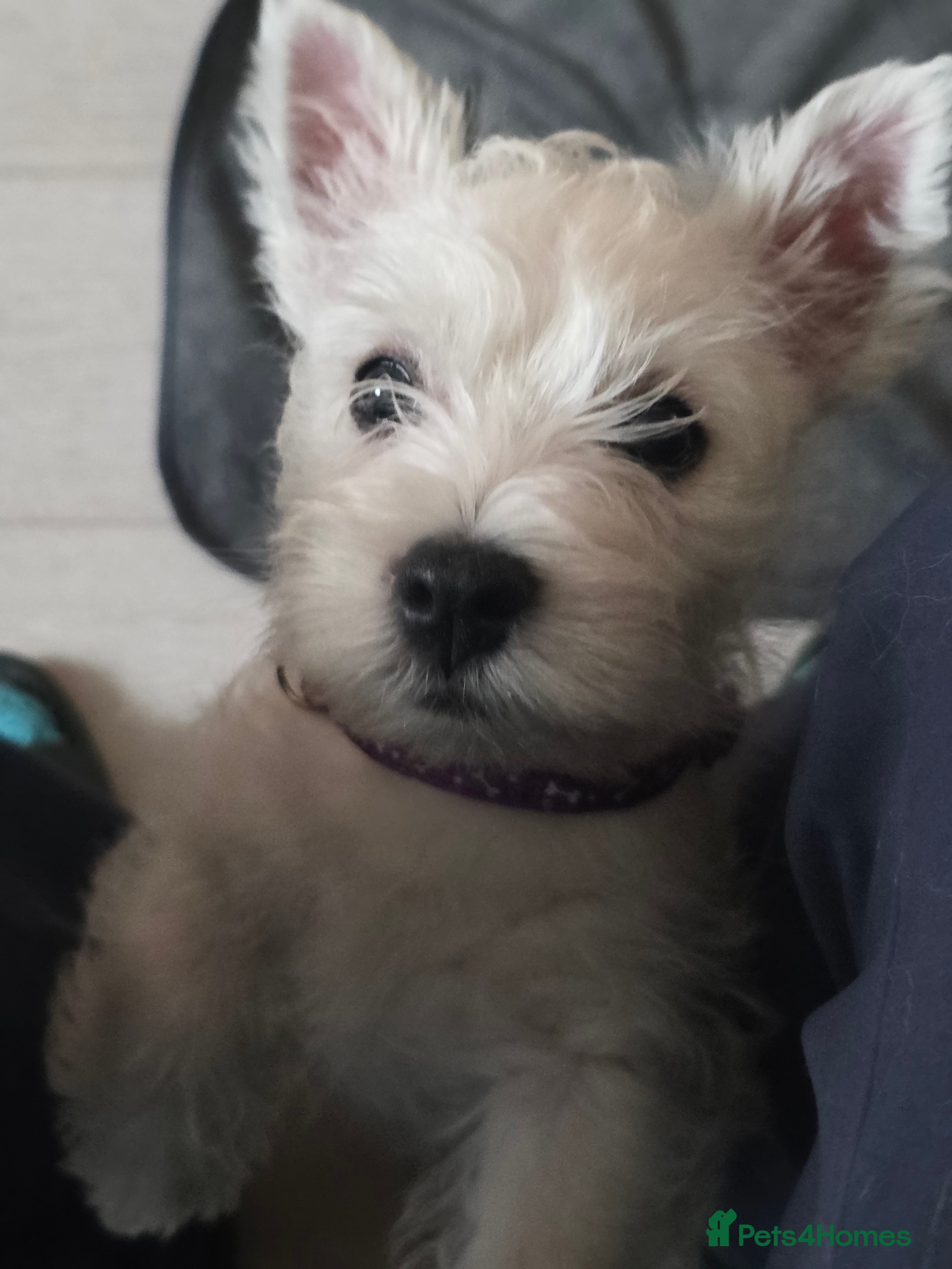 West Highland Terrier dogs Strong full of life and joy girls KC registered  - Advert 7