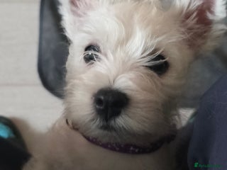 West Highland Terrier dogs Strong full of life and joy girls KC registered - Advert 7