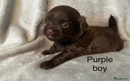 Shihpoo dogs for sale: Shihpoo puppies for sales - Image 5