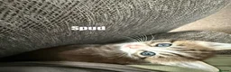 Domestic Shorthair cats for sale: Beautiful, friendly mixed calico tabby kittens in Droitwich - Advert 9