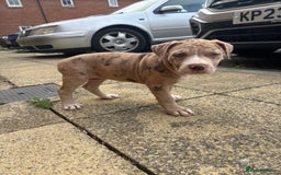 Mixed Breed dogs for sale: American Bulldog X Mastiff mix  - Image 30