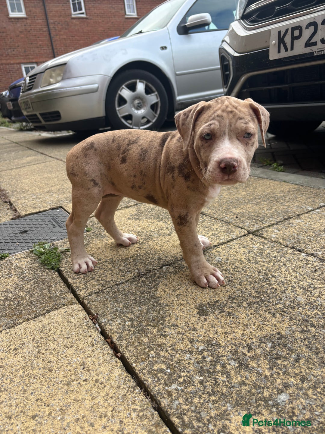Mixed Breed dogs for sale: American Bulldog X Mastiff mix  - Image 30