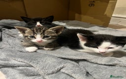Mixed Breed cats for sale: 2 adorable male kittens for sale 🩵 - Image 1