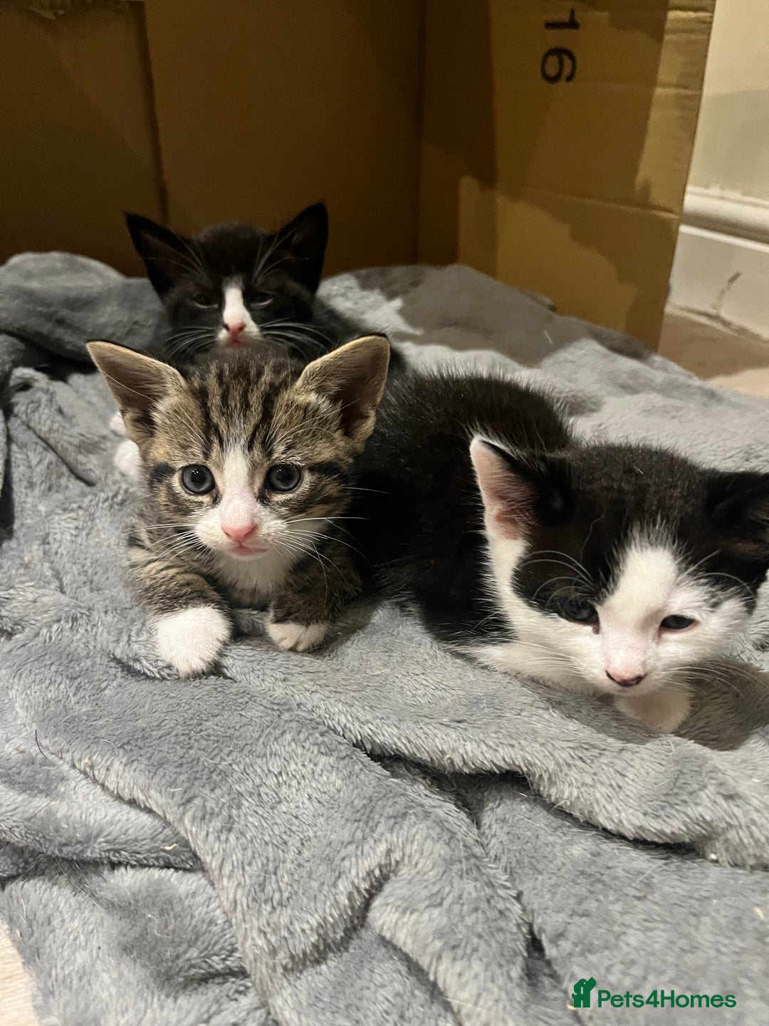 Mixed Breed cats for sale: 2 adorable male kittens for sale 🩵 - Image 1