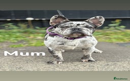 French Bulldog dogs for sale: French bulldog puppies  - Image 5