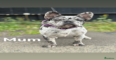 French Bulldog dogs - Advert 6