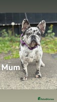 French Bulldog dogs - Advert 2