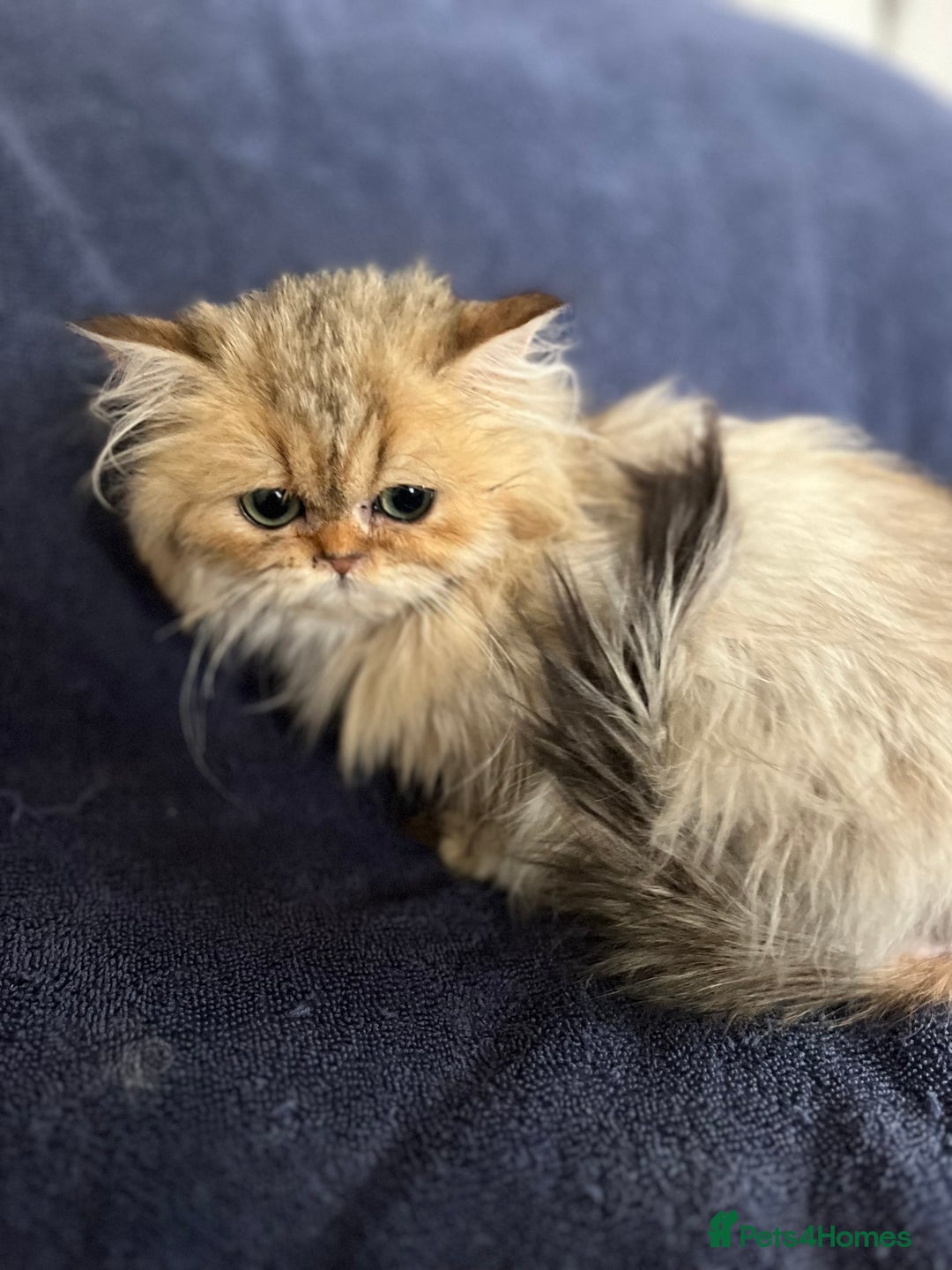 British Longhair cats for sale: Gorgeous Gccf female British Longhairs - Image 4