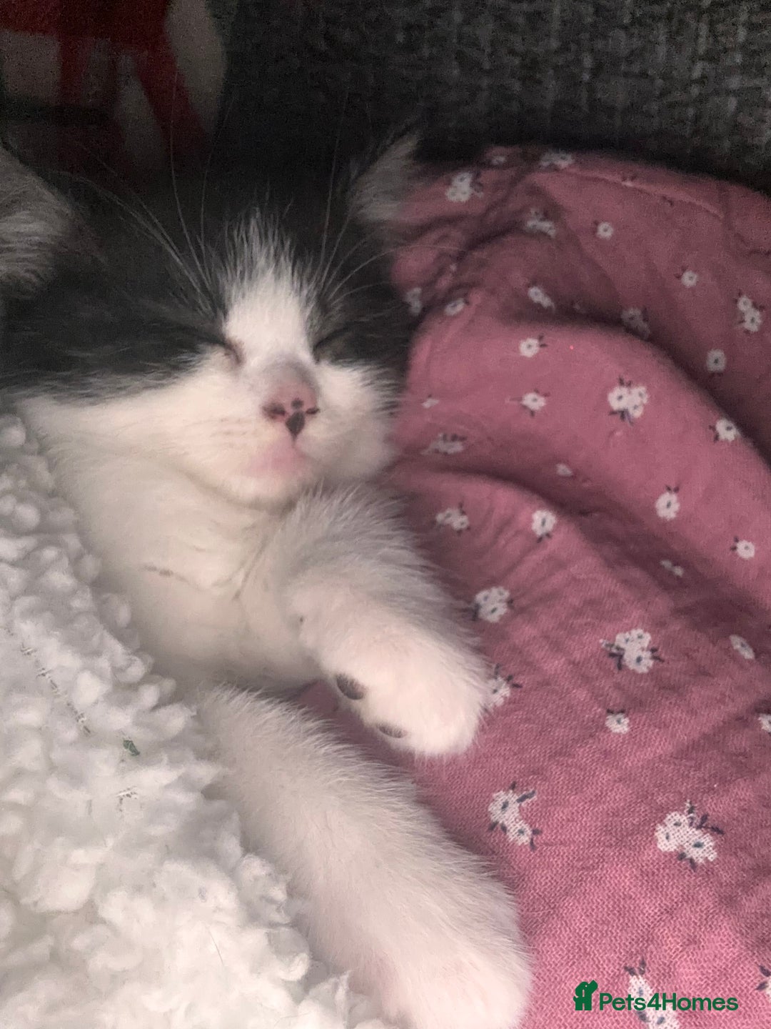 Mixed Breed cats for sale: One girl white with black/grey markings - Advert 4