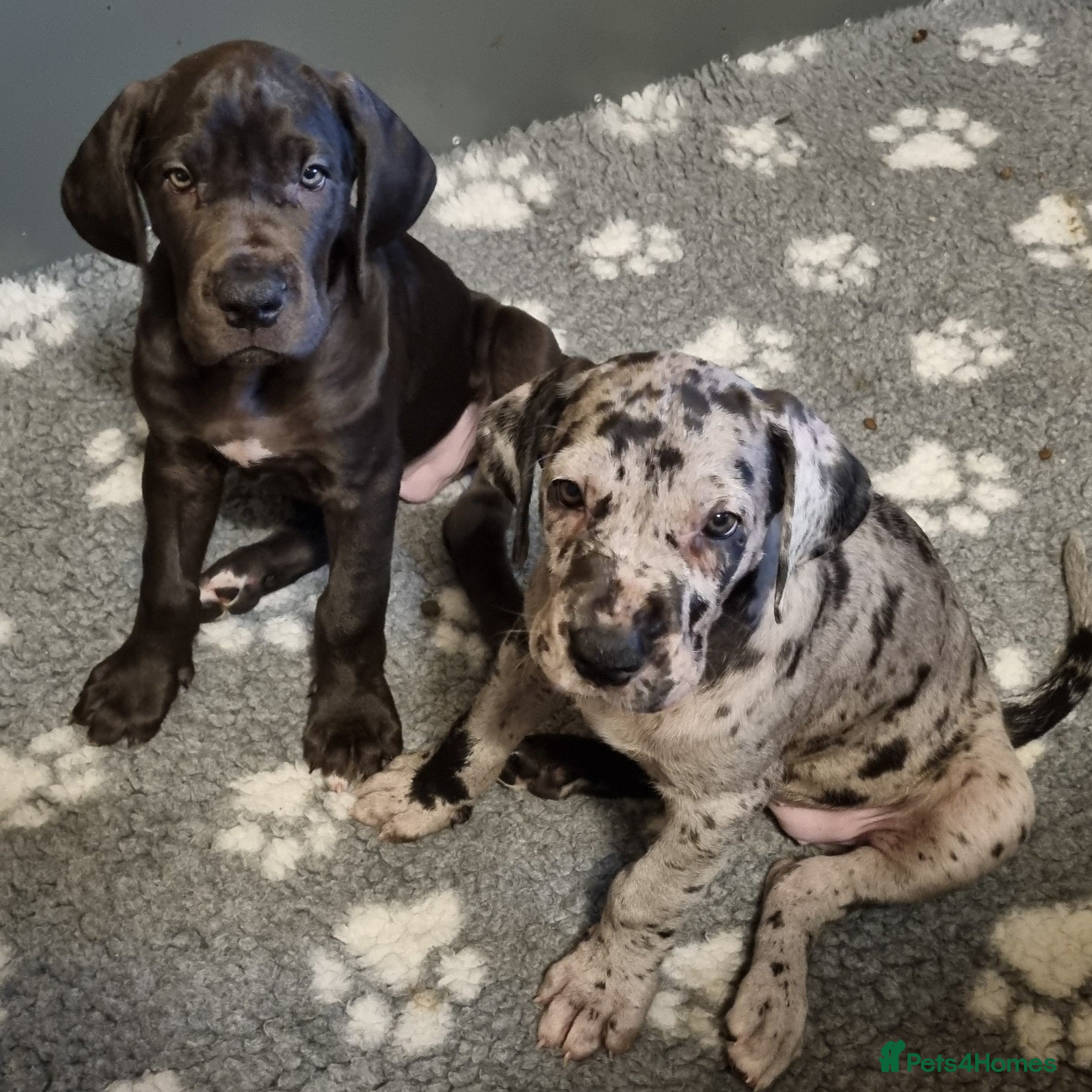 Great Dane dogs 3 girls left. READY NOW - Advert 1