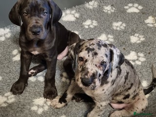Great Dane dogs 3 girls left. READY NOW - Advert 3