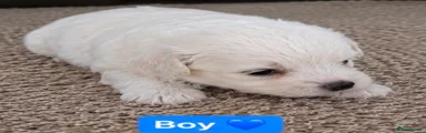 Bichon Frise 2