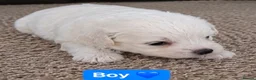 Bichon Frise dogs for sale: 5 Beautiful Bichon Frise Puppies in Swansea - Advert 5
