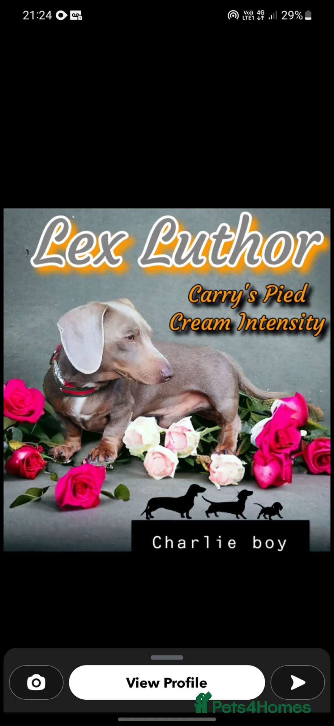 Dachshund dogs for sale: Miniature dachshund - Advert 10