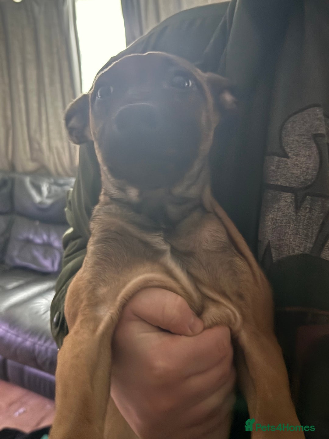 Mixed Breed dogs for sale: Belgian malinois mix  - Advert 2