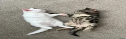 Khao Manee cats for sale: 3 Kittens  in Horley - Advert 5