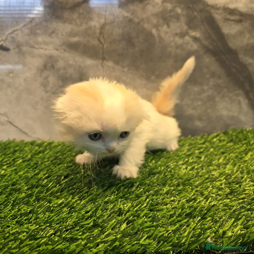 Scottish Fold cats for sale: Five wee Wonders seeking mum or dad - Advert 13