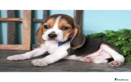 Beagle dogs for sale: Purebred Beagle Puppies - Ready Now! - Image 6