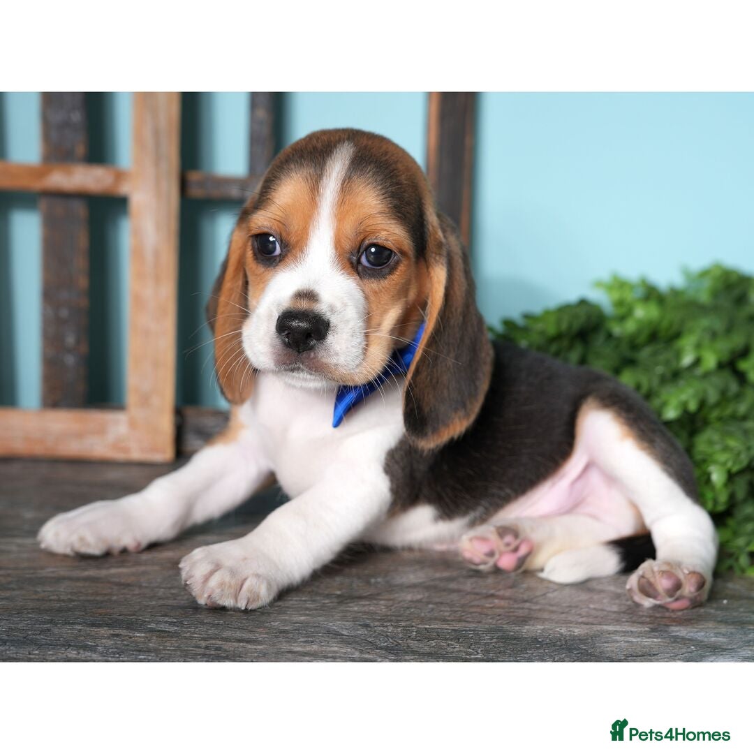 Beagle dogs for sale: Purebred Beagle Puppies - Ready Now! - Image 6