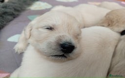 Golden Retriever dogs for sale: 1 beautiful female puppy - Image 3