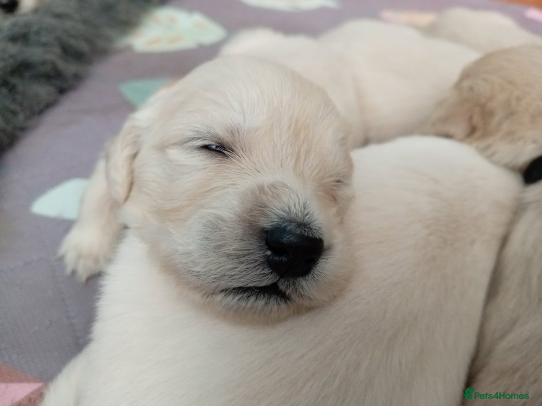 Golden Retriever dogs for sale: 1 beautiful female puppy - Image 3