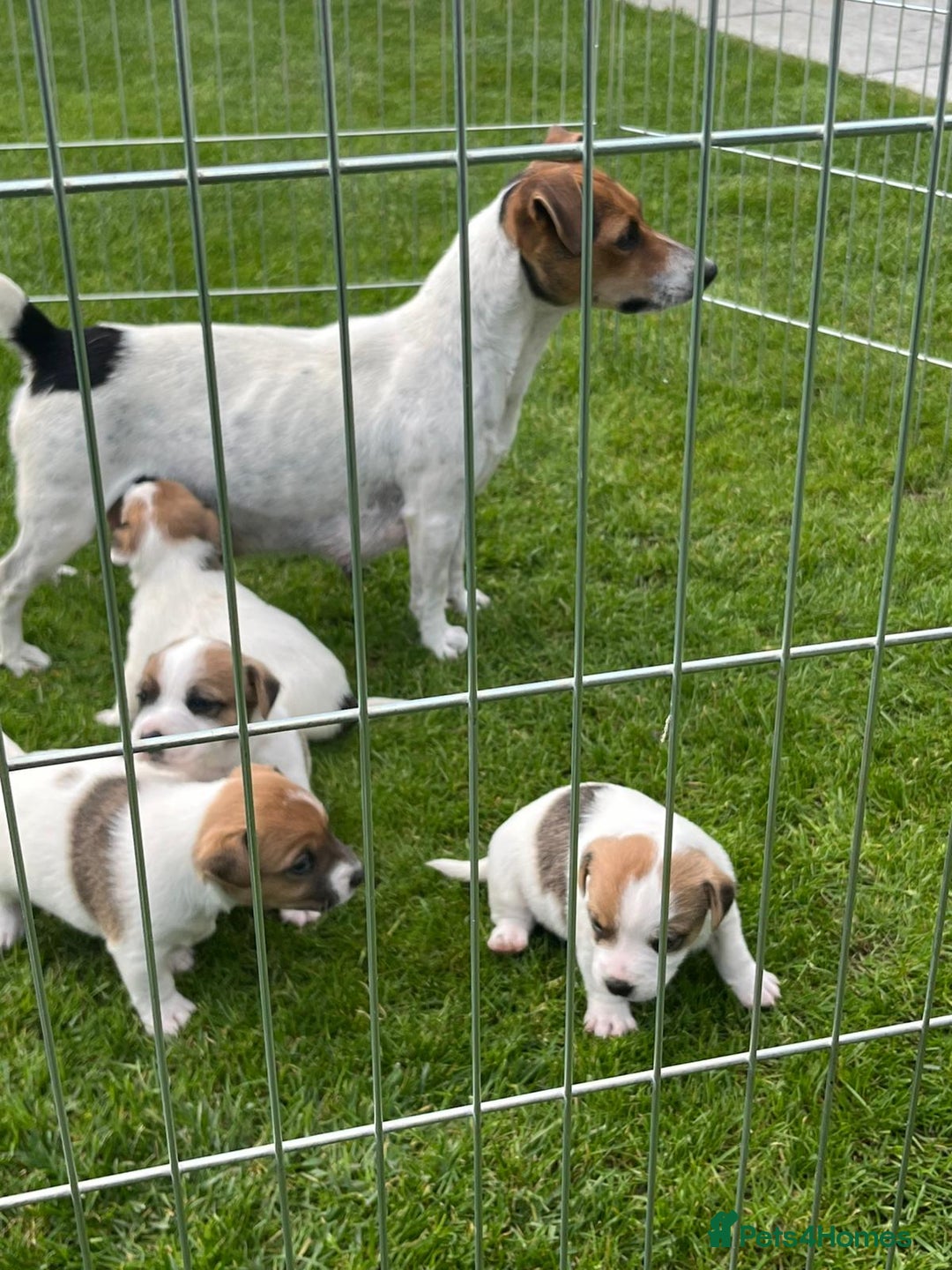 Jack Russell dogs for sale: Jack Russell puppies  - Image 2