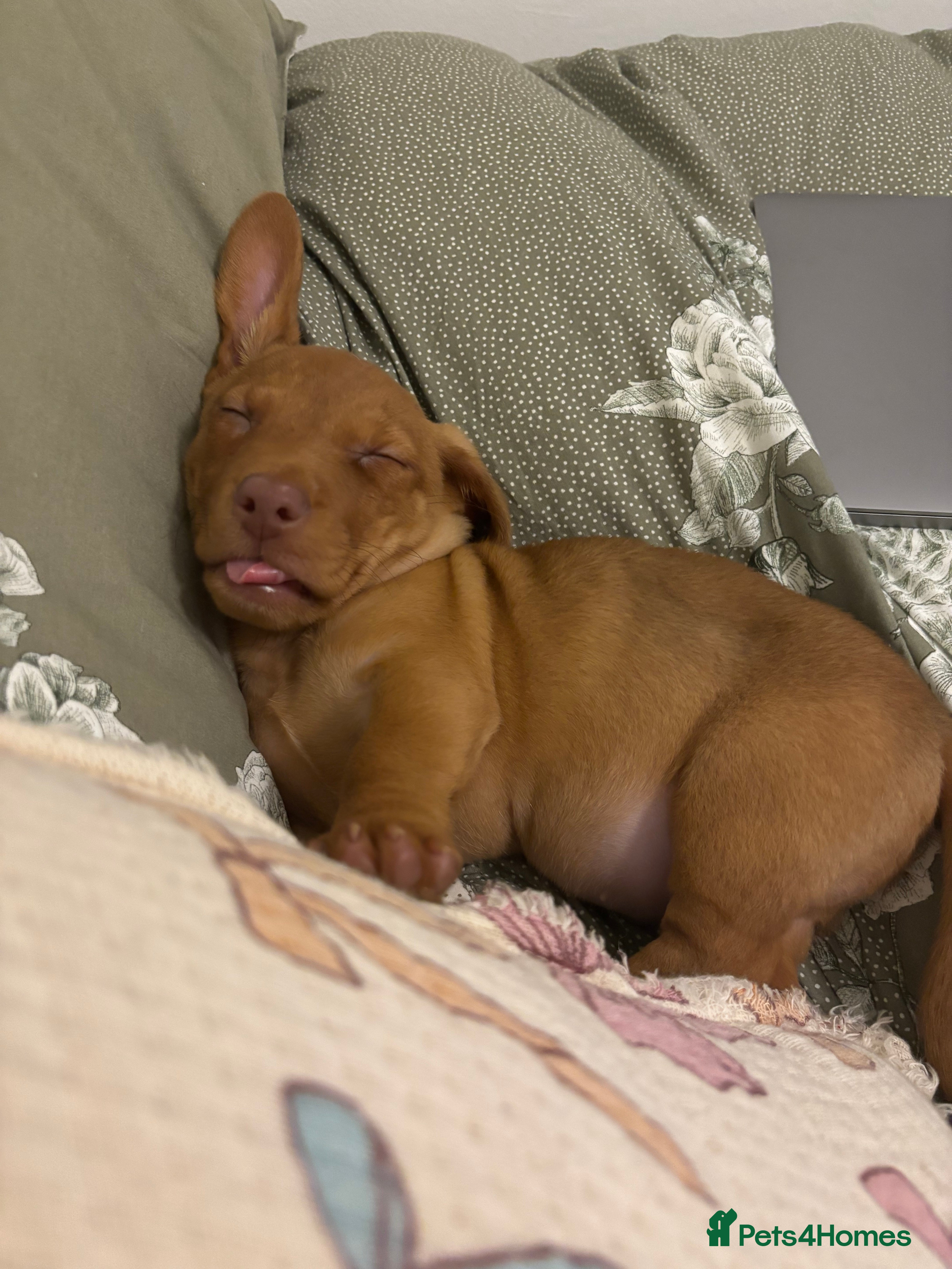 Jackshund dogs Male Dachshund X Jack Russell Puppy - Advert 2