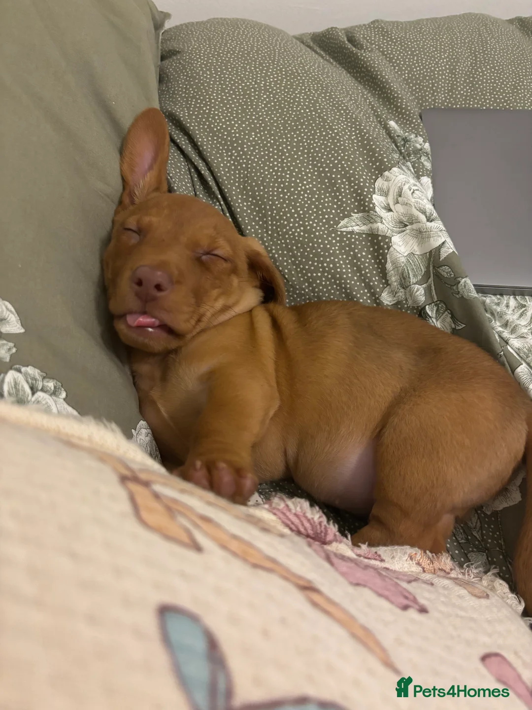 Jackshund dogs for sale: Male Dachshund X Jack Russell Puppy - Advert 1