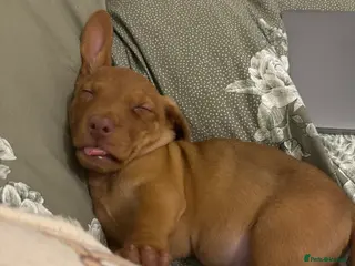 Jackshund dogs Male Dachshund X Jack Russell Puppy - Advert 3