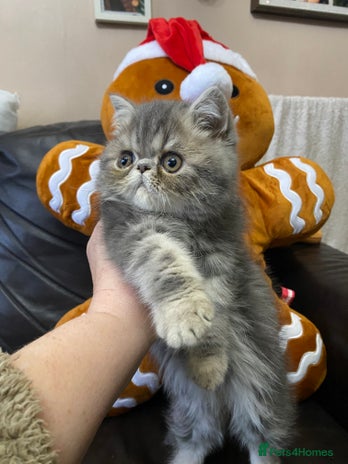 Persian cats EXCEPTIONAL LITTER PERSIAN EXOTIC KITTENS - Advert 2