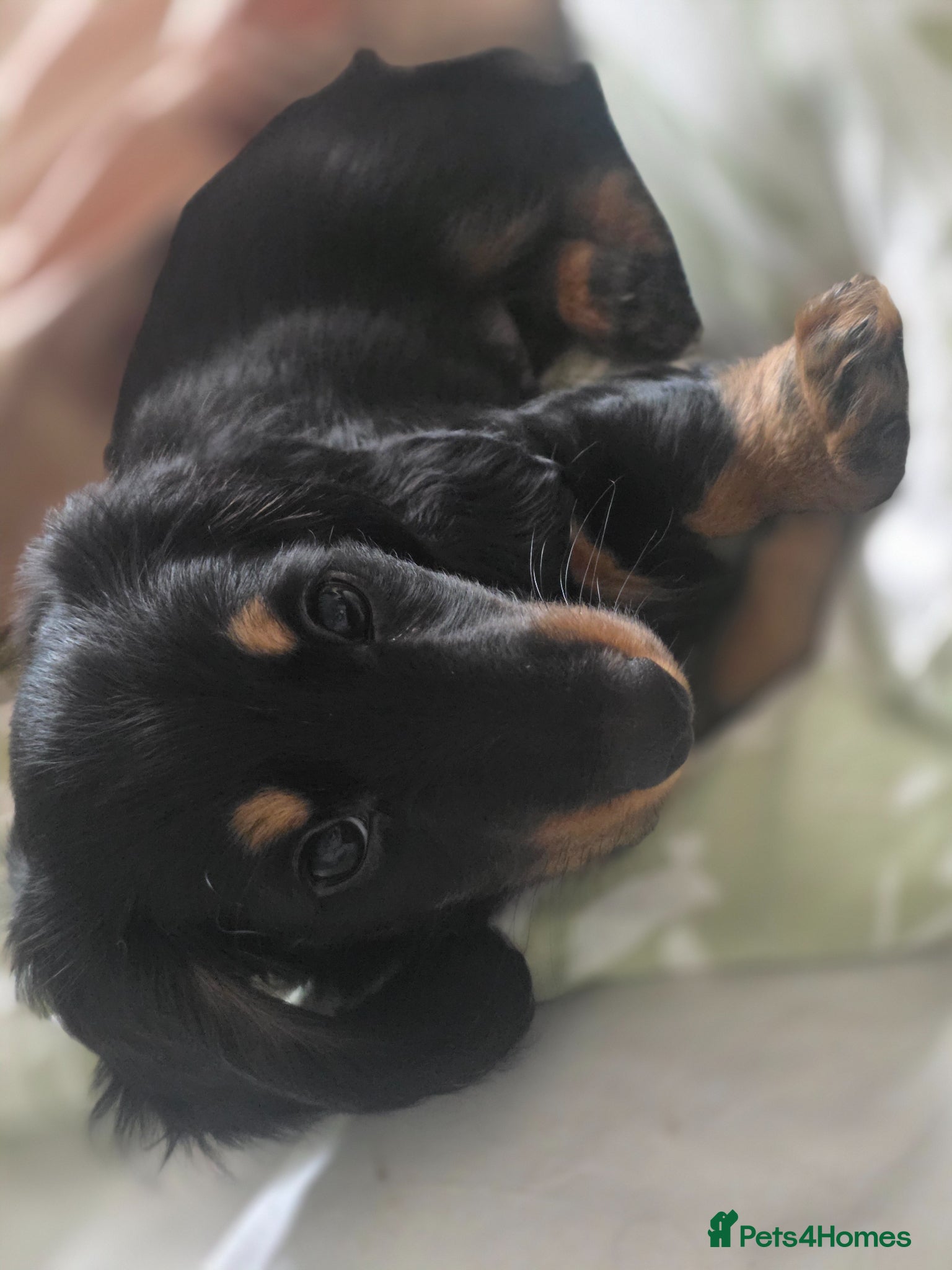 Dachshund dogs Last Boy ready now - Advert 5