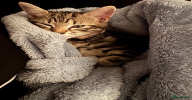 Mixed Breed cats Bella - Advert 8