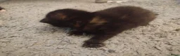 Domestic Shorthair cats for sale: Kittens cute & ready September  - Advert 9