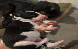 Mixed Breed dogs for sale: Beautiful Huntaway x Collie pups  - Image 12