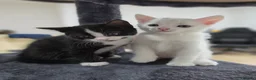 Mixed Breed cats for sale: 9 gorgeous tabby kittens - Advert 7