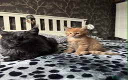 Maine Coon cats for sale: BEAUTIFUL FULL MAINE COON KITTENS AVAILABLE NOW 🐱 - Advert 6
