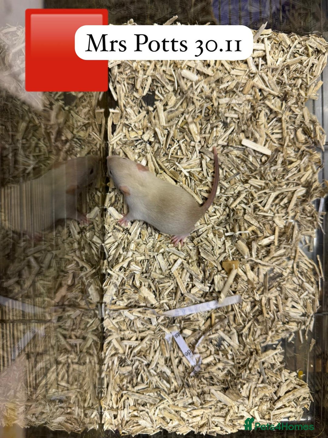 Rat rodents for sale: Baby full size and dwarf rats ready now /January - Advert 24