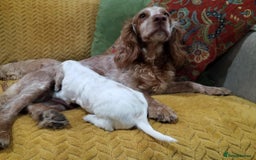 Cockapoo dogs for sale: F1B 5 STAR HEALTH CHECKED STUNNING COCKERPOOS  - Image 8