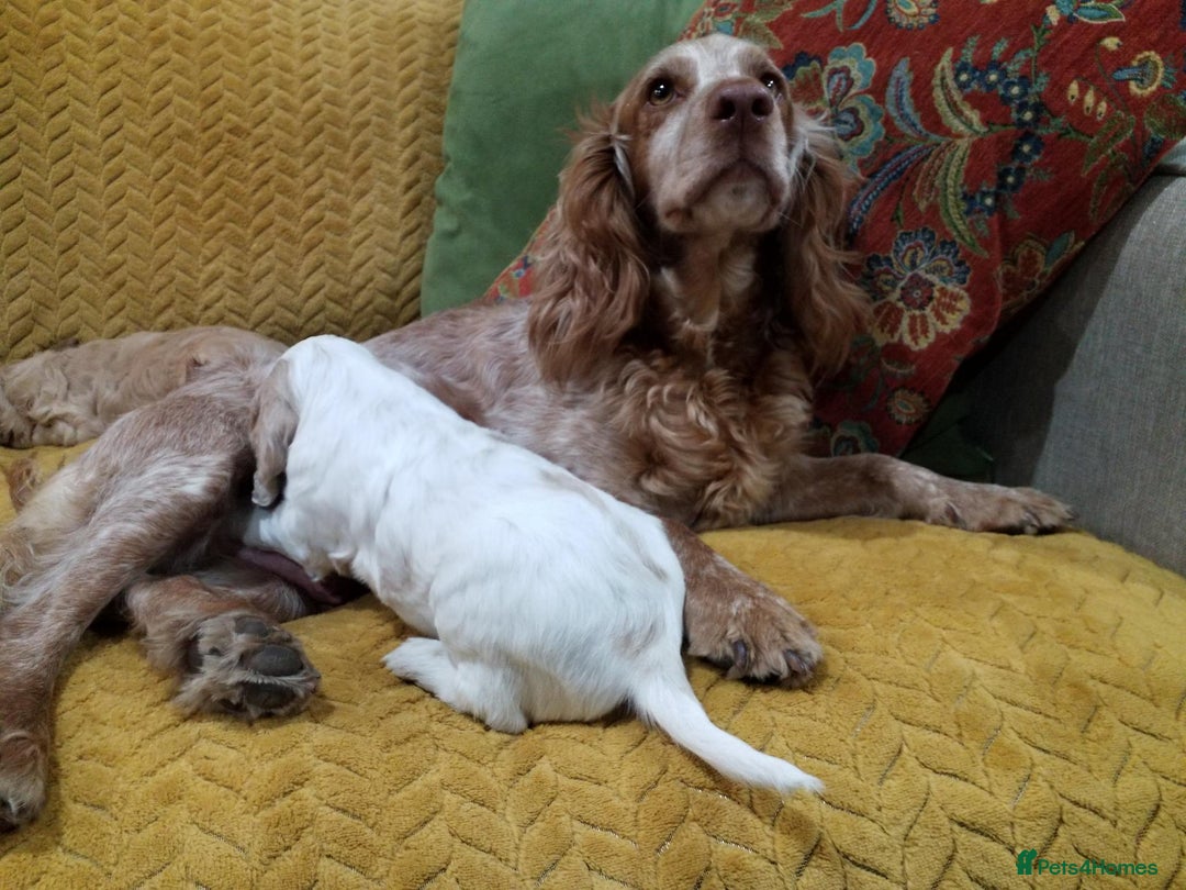 Cockapoo dogs for sale: F1B 5 STAR HEALTH CHECKED STUNNING COCKERPOOS  - Image 8