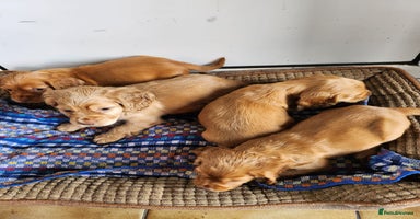 Cocker Spaniel dogs - Advert 3