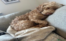 Cockapoo dogs for adoption: 💙🐶 BOBBY 🐶💙 - Advert 14