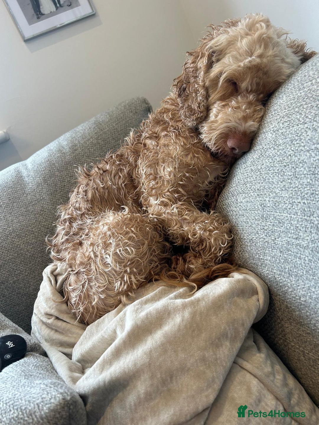 Cockapoo dogs for adoption: 💙🐶 BOBBY 🐶💙 - Advert 14